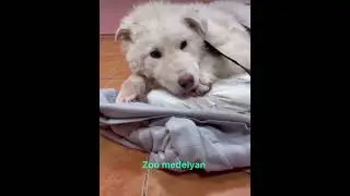 Нашли замерзшего щенка Алабая!