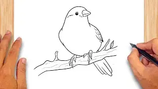 How to draw Finch