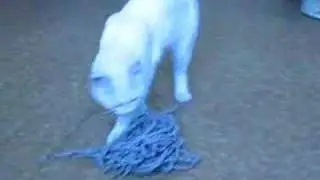 кот ушел. давно.