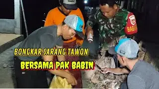 RANJAU DARAT 💯BEGINILAH...⁉️CARA MUDAH BONGKAR SARANG TAWON YANG BERBAHAYA..