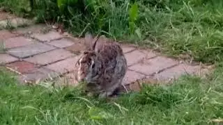 Peter Rabbit enjoying grass