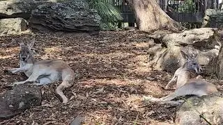 Kangaroo in Sydney Zoo, Australia