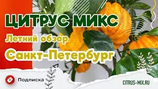 Летний обзор растений в Санкт-Петербурге #комнатныерастения #цитрусовые #экзотическиерастения