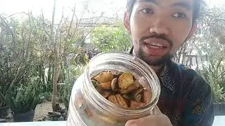 Tes Makan Acar Mangga Khas India Buatan Sendiri