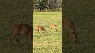 Two Fawns #bambi #nature #outdoors #fawn #wildlife