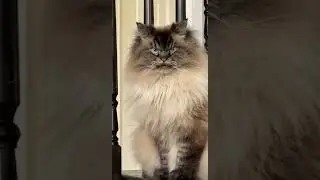 My Food Is LATE! #funny #catsrule #catcomedy #cat #catfunny #viral #comedy #video #viralshort