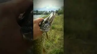 Ловил окуня на микруху.. влетела щука #спиннинг