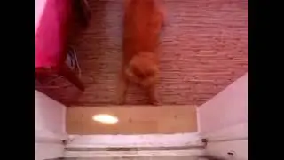 Реакция кота!!!