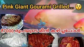 Pink Giant Gourami Grilled | Malayalam | Jo Aqua Farm