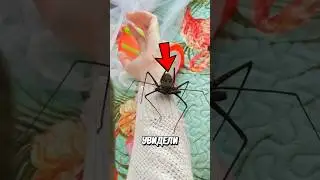 Опасный Паук! 🤯