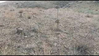 Кабки шикори #кабк #таджикистан #охота