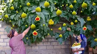 Harvesting lots of FIGS | making jam and cooking chicken with lemon juice | Village Life