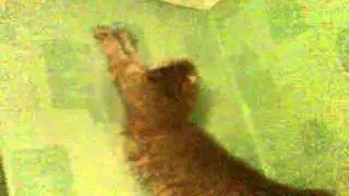 Наша кошка охотится