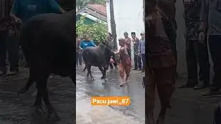 pacu Jawi sawah liek