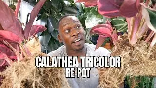 OVERDUE Calathea Tricolor Repot