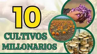 High-yield crops that EVERY farmer should know to become a millionaire!