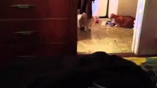 Wet toy at Christmas