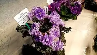 Галактика 8-9 марта. Самые  разные цветы.