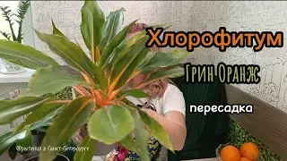 Хлорофитум Грин Оранж #Chlorophytum