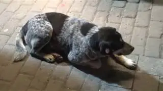 У шаурмы. Тбилиси. Грузия.