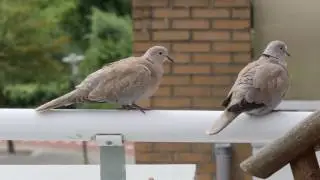 GH5 4K Handheld 100-400