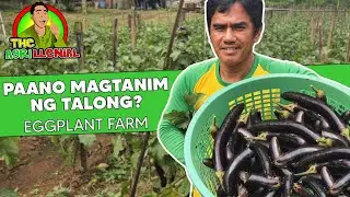 Paano Magtanim ng Talong | The Agrillenial x Leads TV