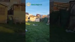 Pigeon Game bird! S500 training 