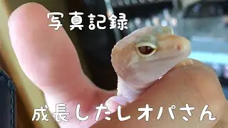 【記録】成長したレオパさん【写真】Leopard Gecko Photos