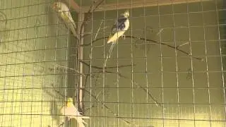 Линька у попугаев корелла. Попугай линяет.