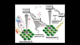 BIOENERGÉTICA: FOTOSSÍNTESE - FASE CLARA (FOTOQUÍMICA).