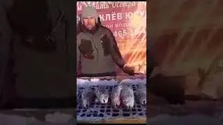Ловим форель пастовушки актив