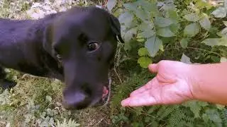 Ben the raspberry lover