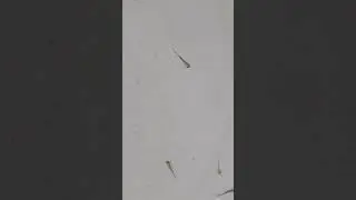 мальки тритона плавают