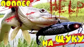 The Blackfish - a pike killer - rows the fish along with the hummocks. Fishing with a popper - a ...