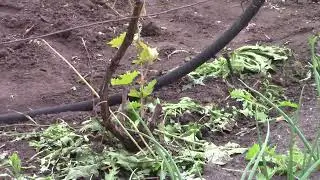 Оставшиеся  кусты  винограда