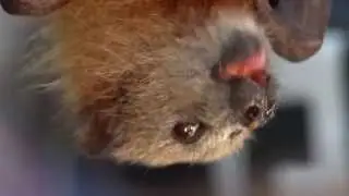 Bats are NOT Scary!