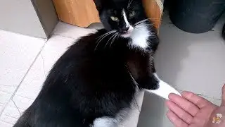 КОТ УЧЕНЫЙ ! Дает лапу как собака