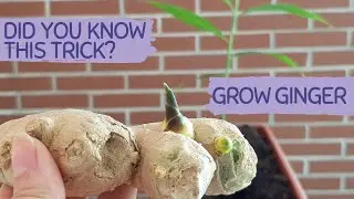 HOW TO GROW LOTS OF GINGER IN CONTAINERS. Grow ginger bought in a grocery store