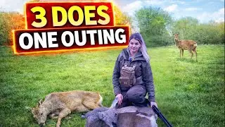 3 Roe Does In One Stalk | Deer Stalking | Hunting | Deer Management