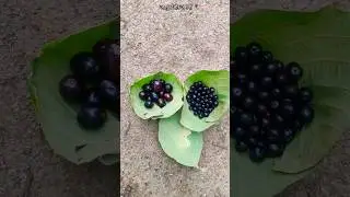 ये कौन सा फल है कमेंट में बताए आपके क्षेत्र में इन फलो को क्या कहते हैं #monsoonfruit #shorts #cg