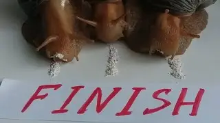 SNAIL RACING LIVE/ Who is the first to finish line? RACE 2