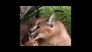 шлёпа и шлёпок 10 часов