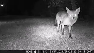 Very quick clip of a fox finding a plum and eating it right in front of the camera