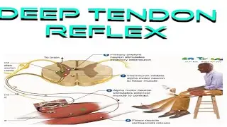 What is deep tendon reflex and how to check it? #knee jerk #brachioradialisreflex #babinskisign