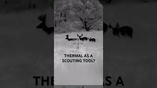 Anyone use THERMAL as a scouting tool?!🤯 #scout #hunting #pulsar