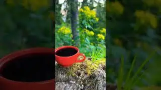 Доброе утро, друг! Дарю тишину горного леса! • Автономный поход 🏕️ 🇨🇭