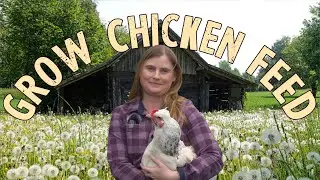 Grow Your Own Chicken Feed