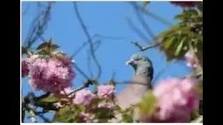 the nice pigeon 2 ,,,all animal channel