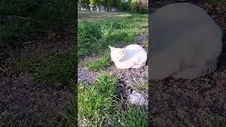 Зайчик 