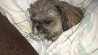Не Мешайте Спать Риччи!
